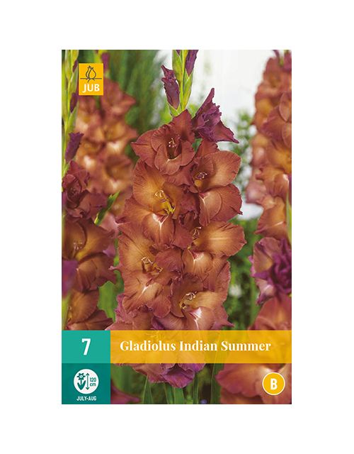 JUB Gladiolus Indian Summer 7 stuks