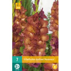 JUB Gladiolus Indian Summer 7 stuks