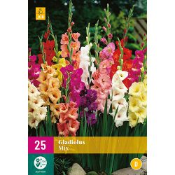 JUB Gladiolus Mix 2 stuks