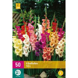 JUB Gladiolus Mix 5 stuks