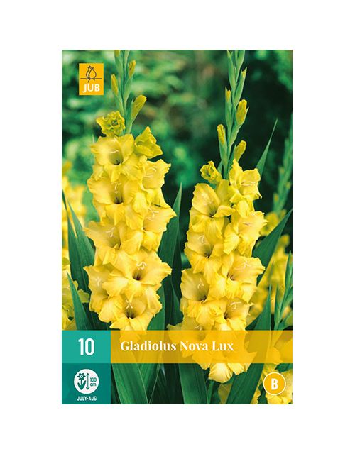 JUB Gladiolus Nova Lux 1 stuk