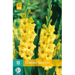 JUB Gladiolus Nova Lux 1 stuk