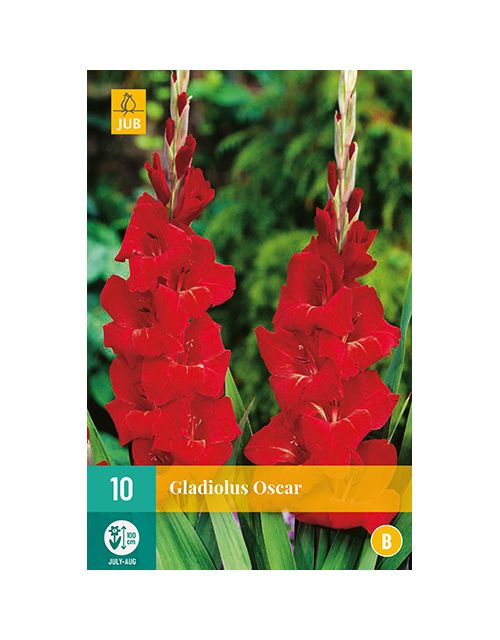 JUB Gladiolus Oscar 1 stuk