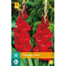 JUB Gladiolus Oscar 1 stuk