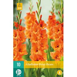 JUB Gladiolus Peter Pears 1 stuk