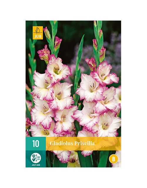 JUB Gladiolus Priscilla 1 stuk