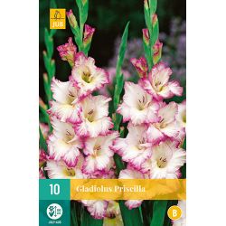 JUB Gladiolus Priscilla 1 stuk