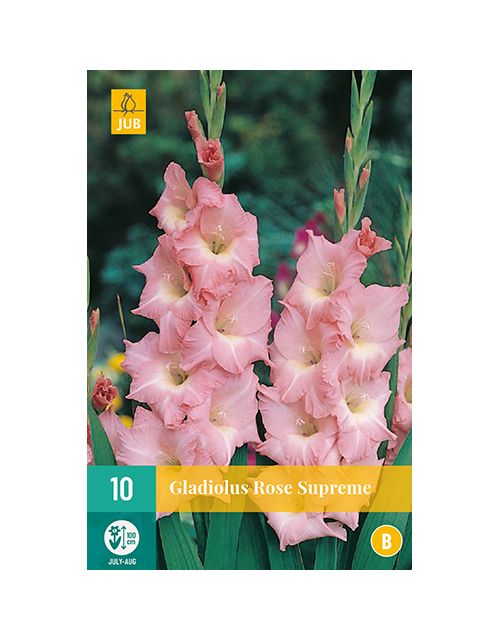 JUB Gladiolus Rose Supreme 1 stuk