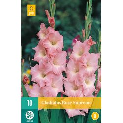 JUB Gladiolus Rose Supreme 1 stuk