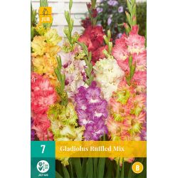 JUB Gladiolus Ruffled Mix 7 stuks