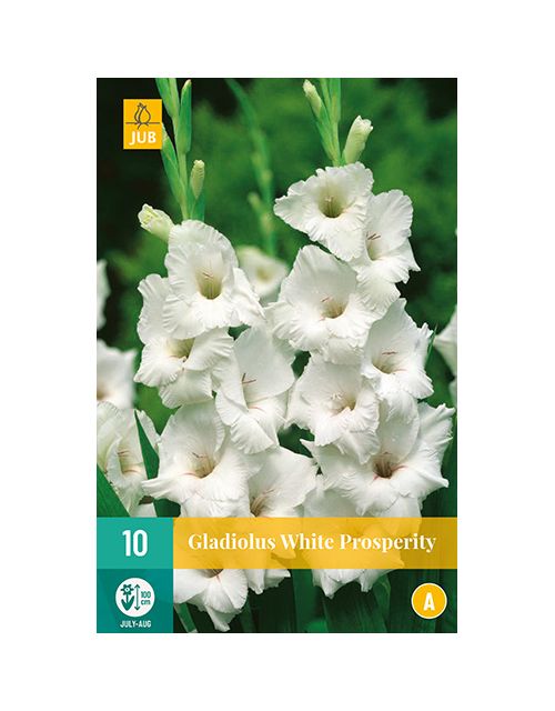 JUB Gladiolus White Prosperity 1 stuk