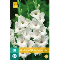 JUB Gladiolus White Prosperity 1 stuk