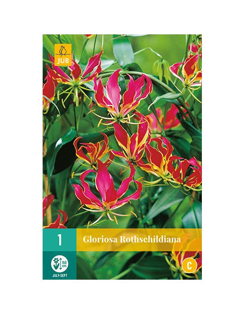 JUB Gloriosa Rothschildiana 1 stuk