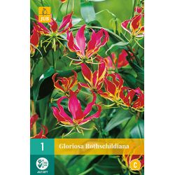 JUB Gloriosa Rothschildiana 1 stuk