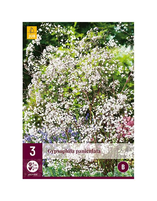 JUB Gypsophila Paniculata 3 stuks