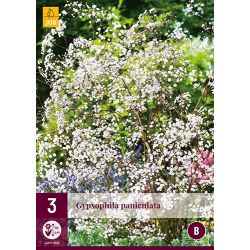 JUB Gypsophila Paniculata 3 stuks