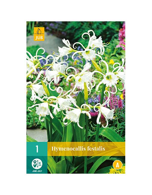 JUB Hymenocallis Festalis 1 stuk