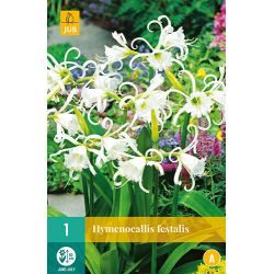 JUB Hymenocallis Festalis 1 stuk