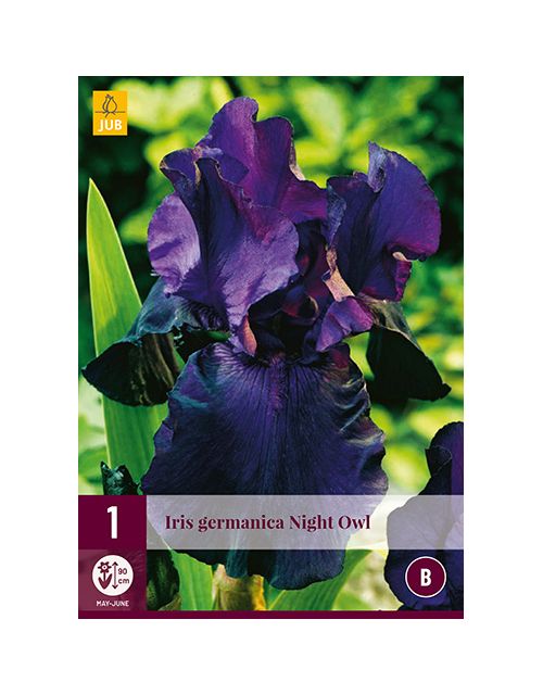 JUB Iris Germanica Night Owl 1 stuk