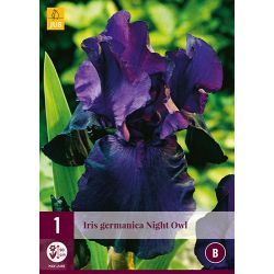 JUB Iris Germanica Night Owl 1 stuk