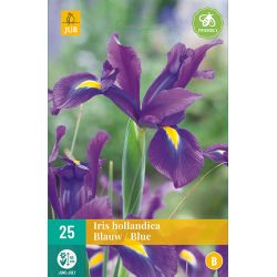 JUB Iris Hollandica Blauw 2 stuks