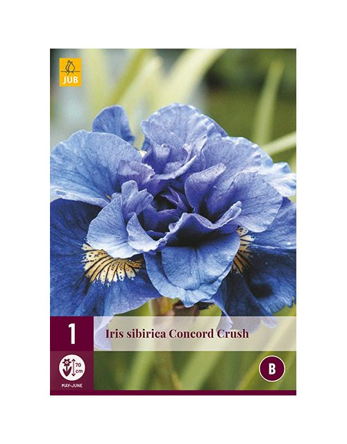 JUB Iris Sibirica Concord Crush 1 stuk