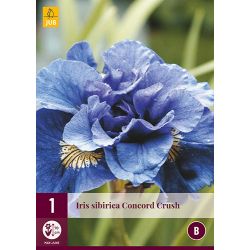 JUB Iris Sibirica Concord Crush 1 stuk