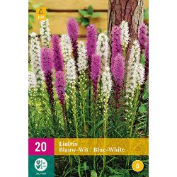 JUB Liatris Blauw-Wit 2 stuks
