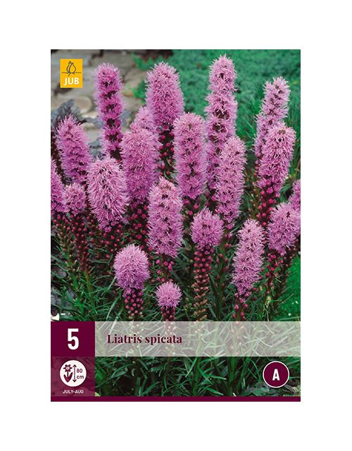 JUB Liatris Spicata 5 stuks