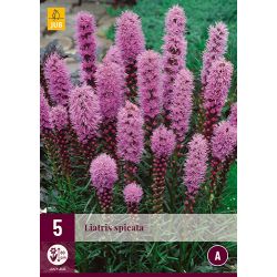 JUB Liatris Spicata 5 stuks