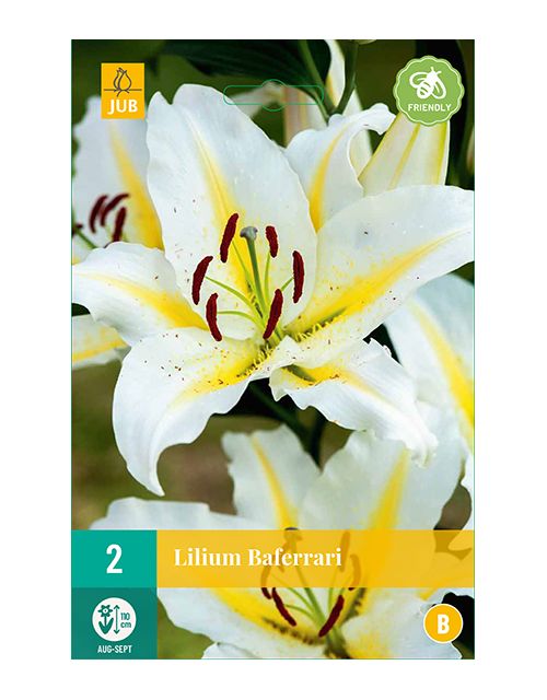 JUB Lilium Baferrari 2 stuks