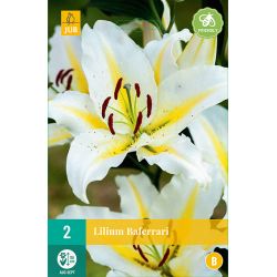 JUB Lilium Baferrari 2 stuks