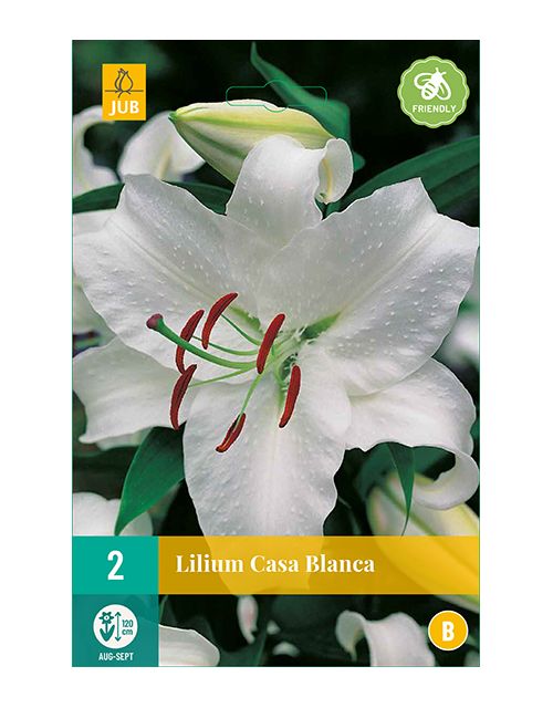 JUB Lilium Casa Blanca 2 stuks