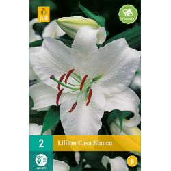 JUB Lilium Casa Blanca 2 stuks