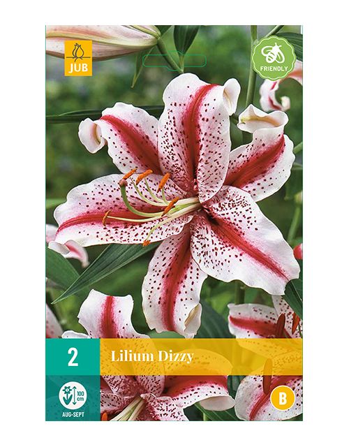 JUB Lilium Dizzy 2 stuks