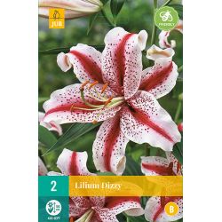JUB Lilium Dizzy 2 stuks