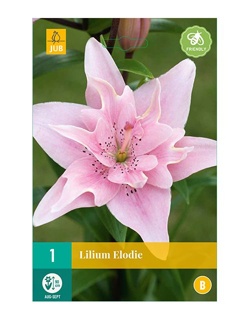 JUB Lilium Elodie 1 stuk
