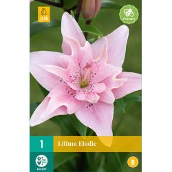 JUB Lilium Elodie 1 stuk