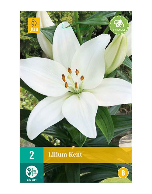 JUB Lilium Kent 2 stuks