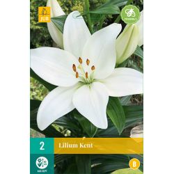 JUB Lilium Kent 2 stuks
