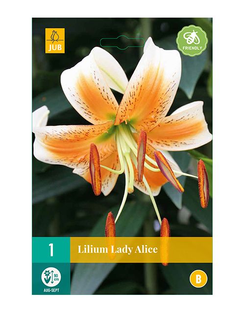 JUB Lilium Lady Alice 1 stuk