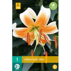 JUB Lilium Lady Alice 1 stuk