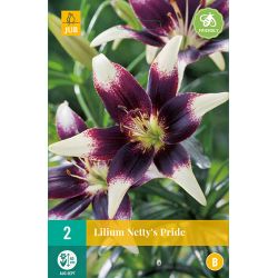 JUB Lilium Netty'S Pride 2 stuks