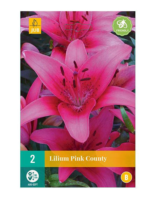 JUB Lilium Pink County 2 stuks