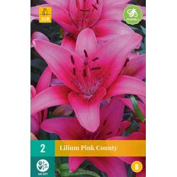 JUB Lilium Pink County 2 stuks