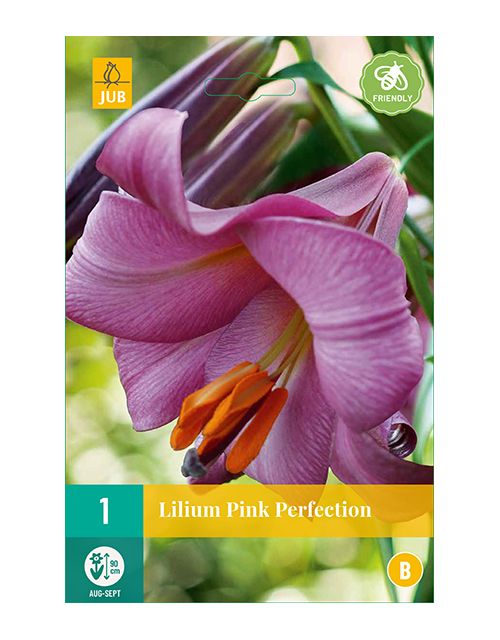 JUB Lilium Pink Perfection 1 stuk