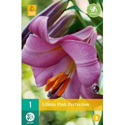JUB Lilium Pink Perfection 1 stuk