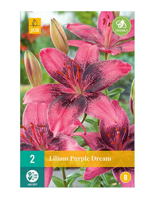 JUB Lilium Purple Dream 2 stuks