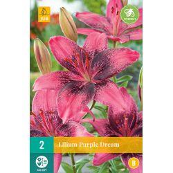 JUB Lilium Purple Dream 2 stuks