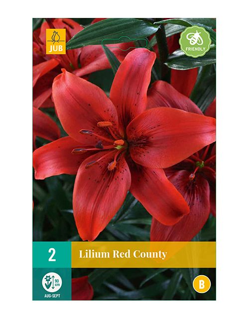 JUB Lilium Red County 2 stuks